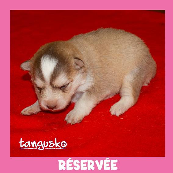 femelle charbonnée beige collier noir femelle charbonnée beige collier noir