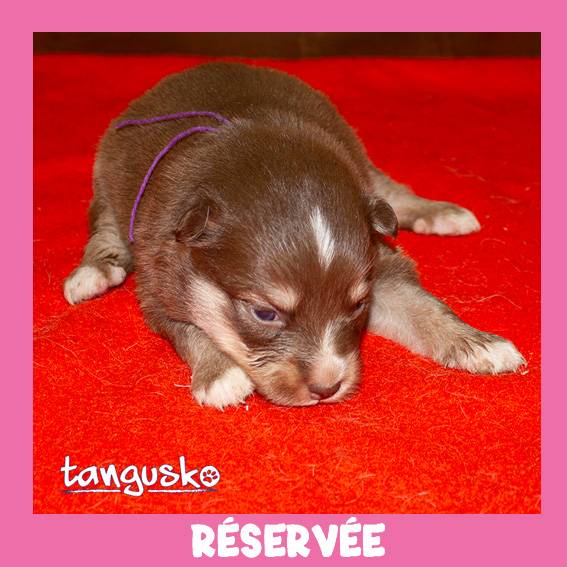 femelle choco collier violet femelle choco collier violet