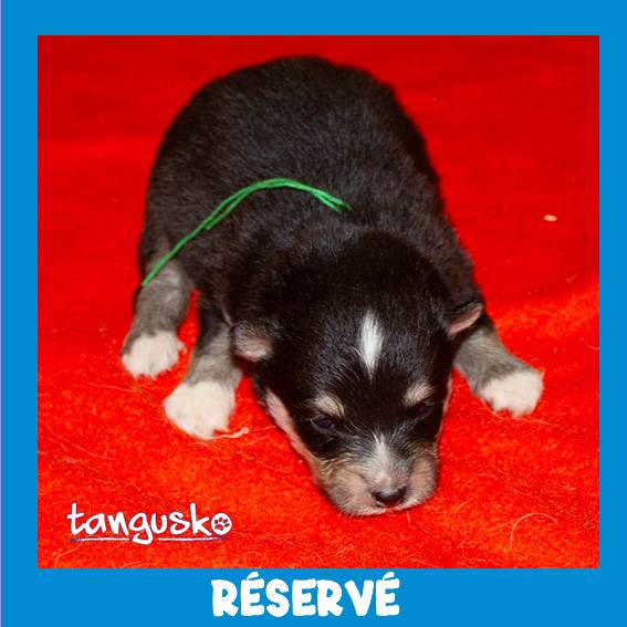 male noir collier vert male noir collier vert