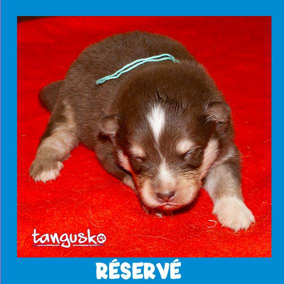 male choco collier turquoise male choco collier turquoise