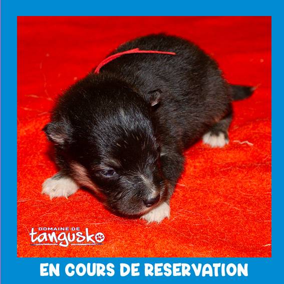 male noir collier rouge male noir collier rouge