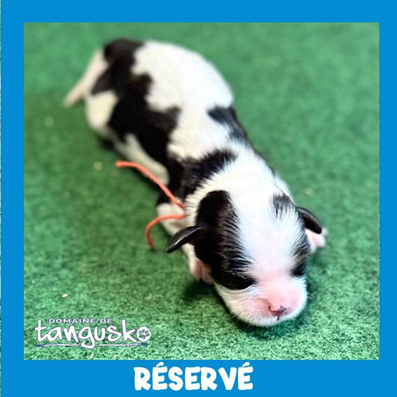 CKC de TARA_male rouge CKC de TARA_male rouge