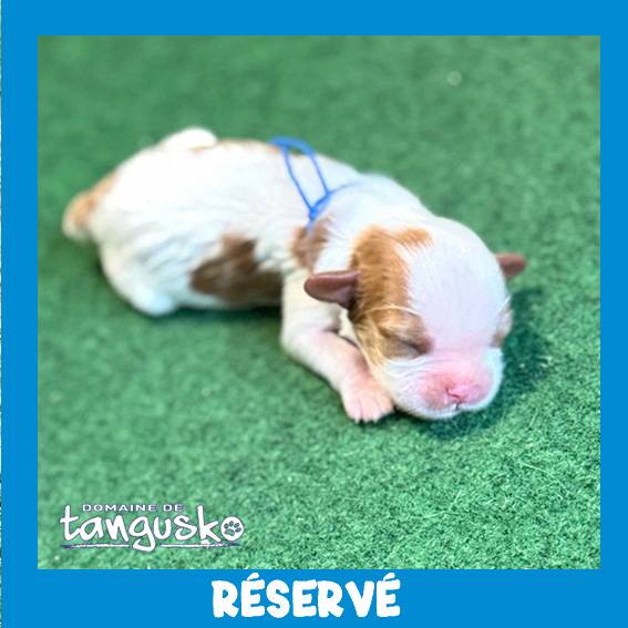 CKC de TARA_male bleu CKC de TARA_male bleu