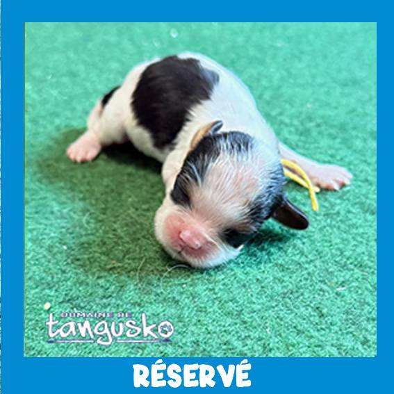 CKC de TARA_male jaune CKC de TARA_male jaune