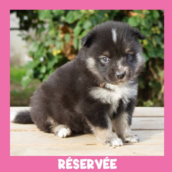 FINNOIS de Rilley_femelle collier orange_RESERVÉ FINNOIS de Rilley_femelle collier orange_RESERVÉ