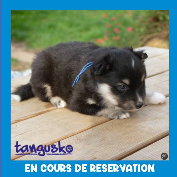 FINNOIS de Rilley_male collier bleu_reserve_1 FINNOIS de Rilley_male collier bleu_reserve_1