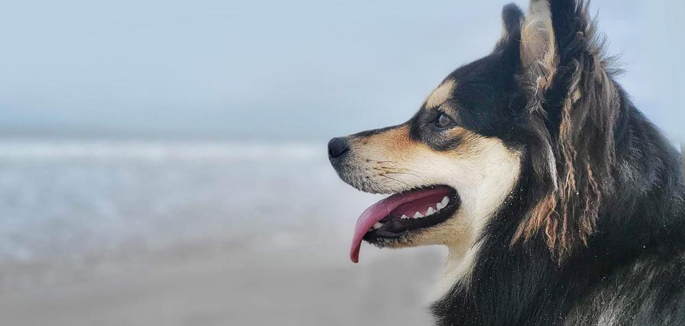 Chiens Finnois de Laponie près de Lille