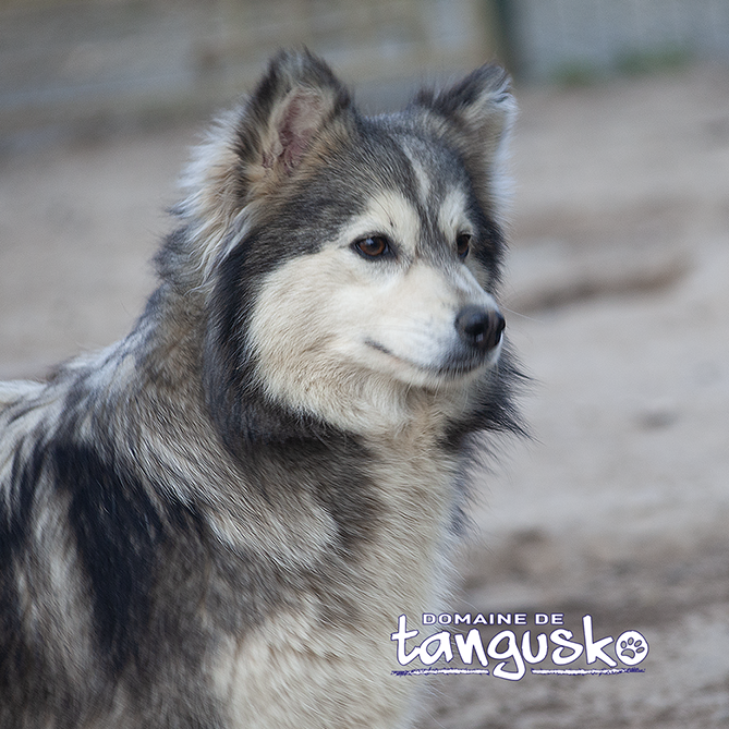 SAKOURA_du_Domaine_de_Tangusko