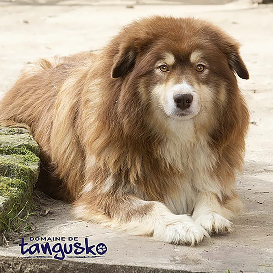 PRALINE_Lanka_Fire