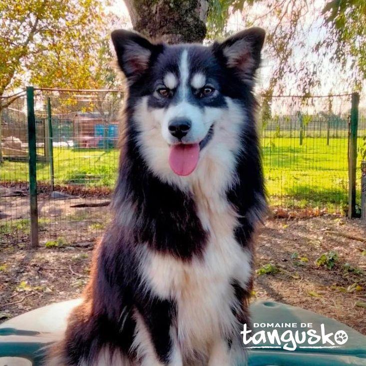 TOPAZE-du-Domaine-de-TAngusko