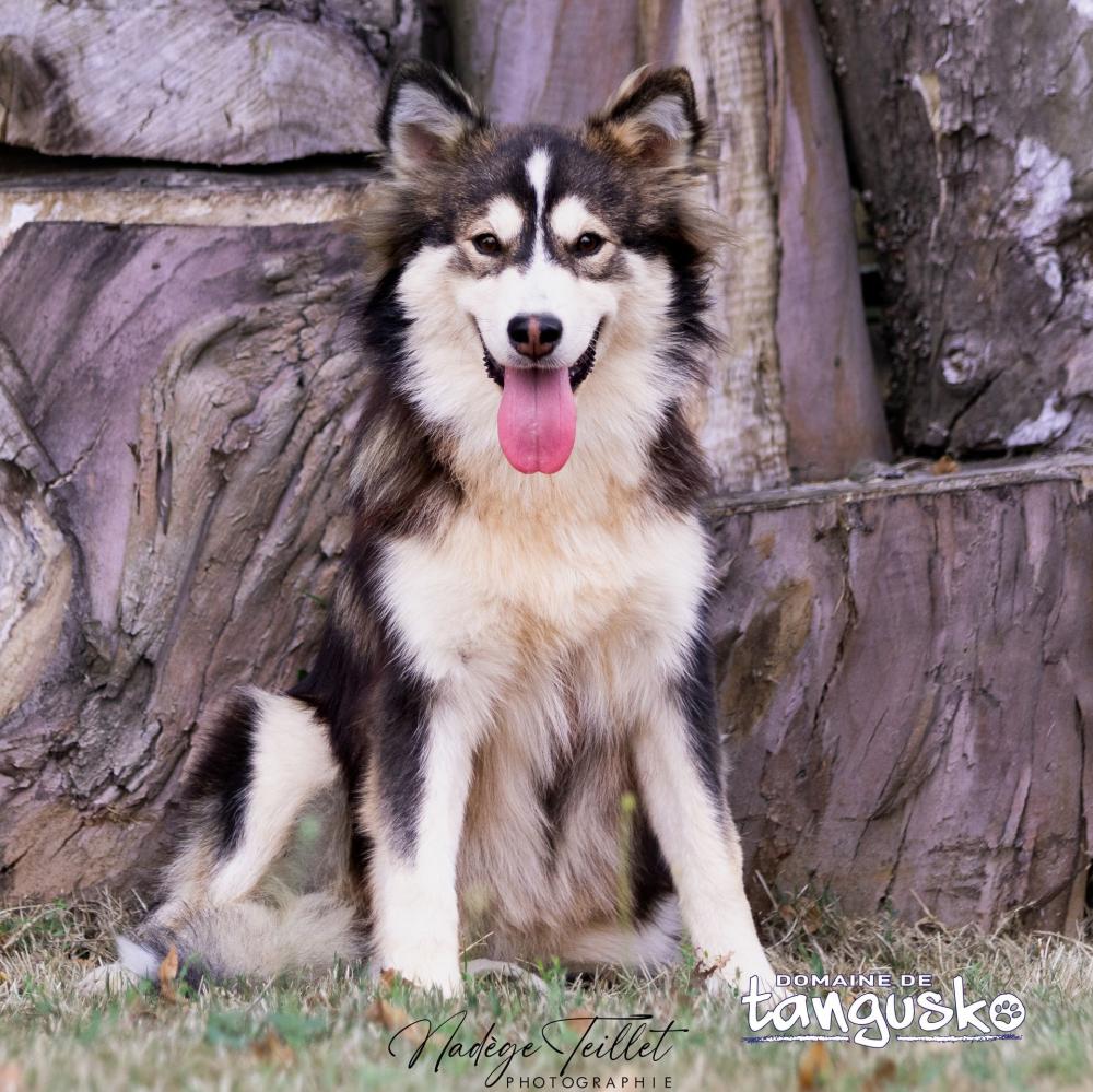UTHA-du-Domaine-de-Tangusko