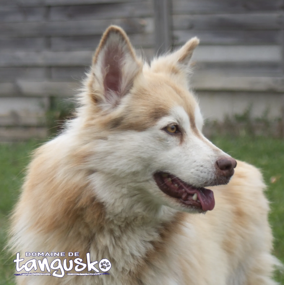 OSIRIS-du-domaine-de-tangusko