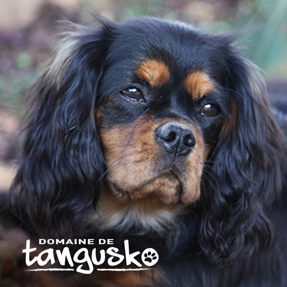 MERLIN_du_Domaine_de_Tangusko