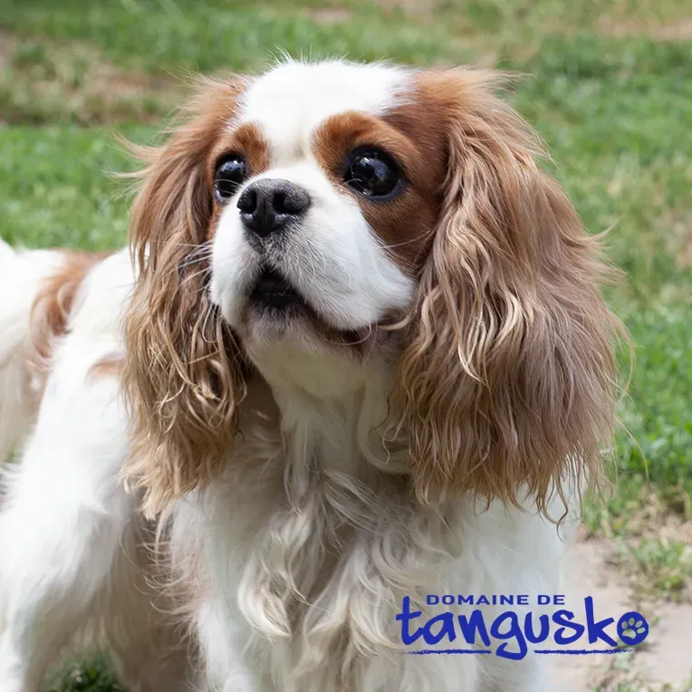 OBELIX-domaine-de-tangusko