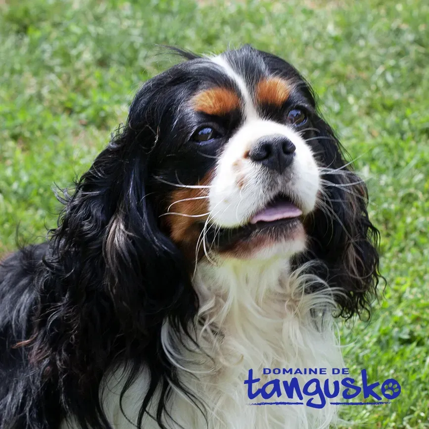 RUSTY-domaine-de-tangusko