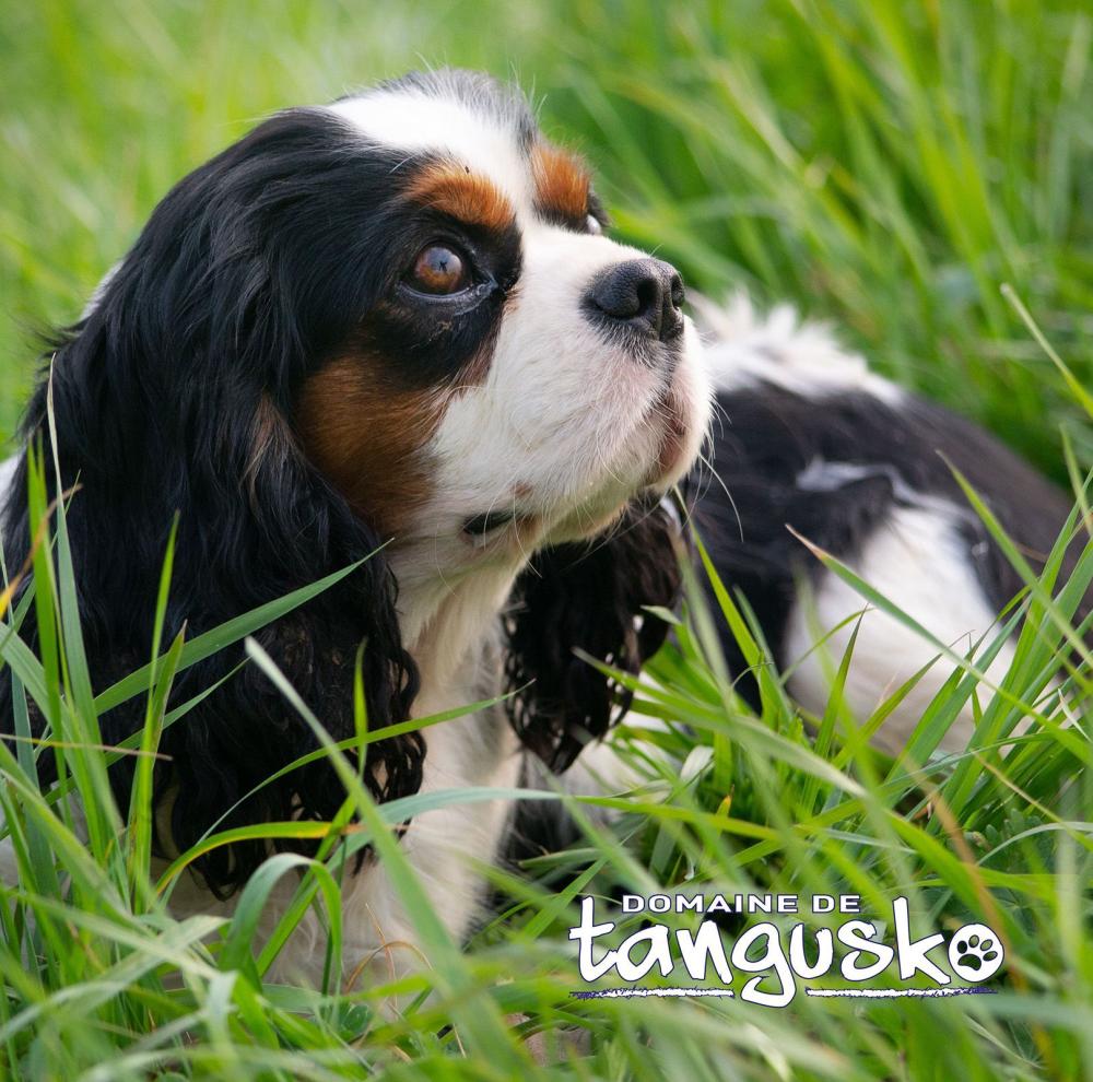 RUMBA_du_Domaine_de_Tangusko