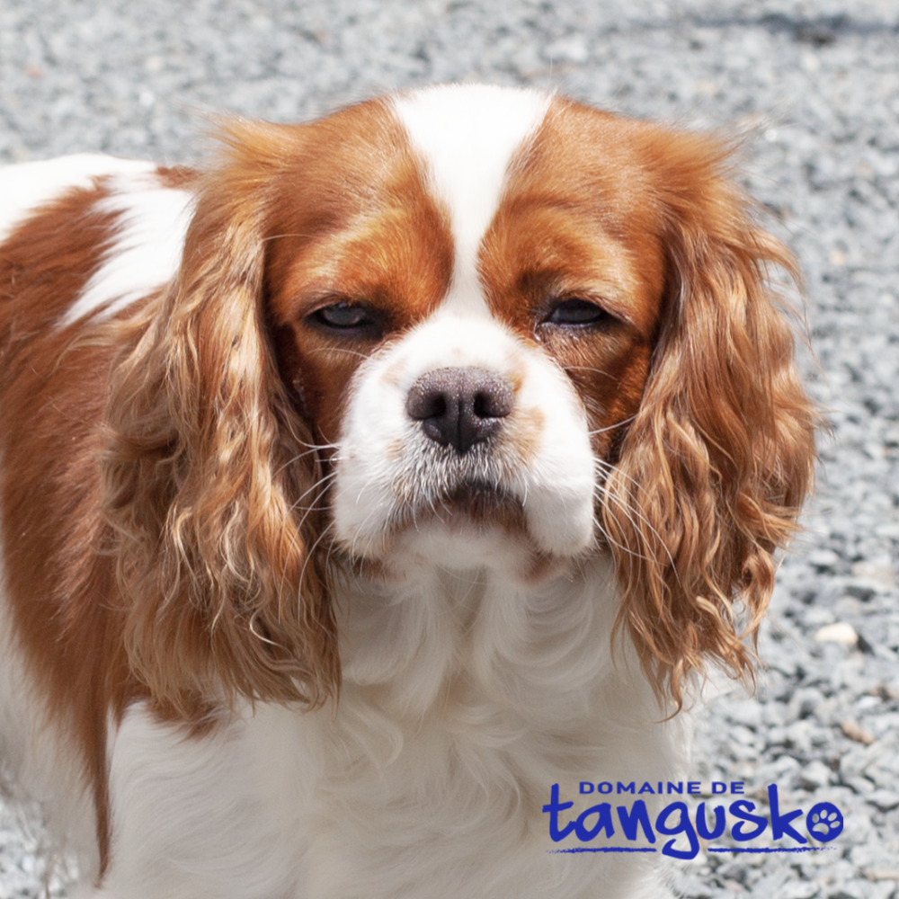 SATINE-domaine-de-tangusko