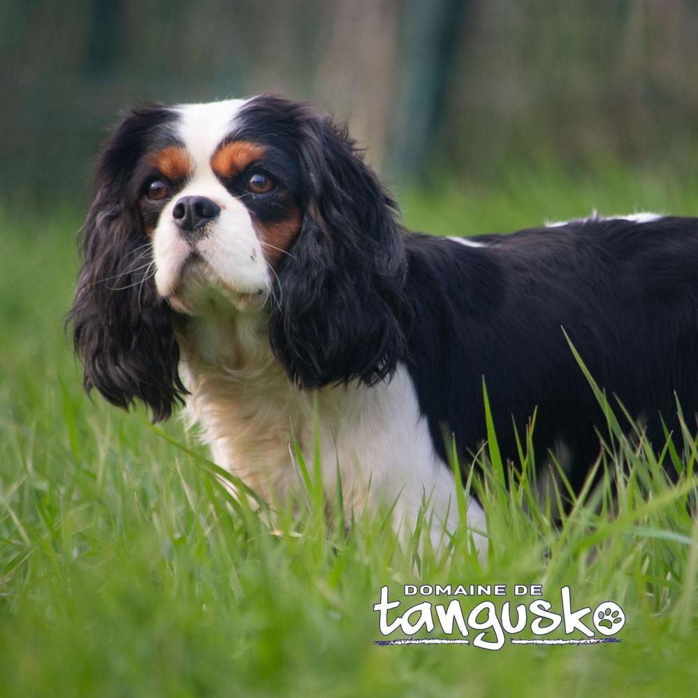REPLAY_du_Domaine_de_Tangusko