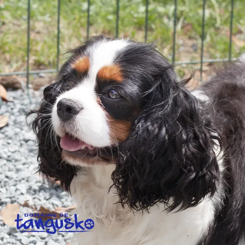 PAIS-domaine-de-tangusko