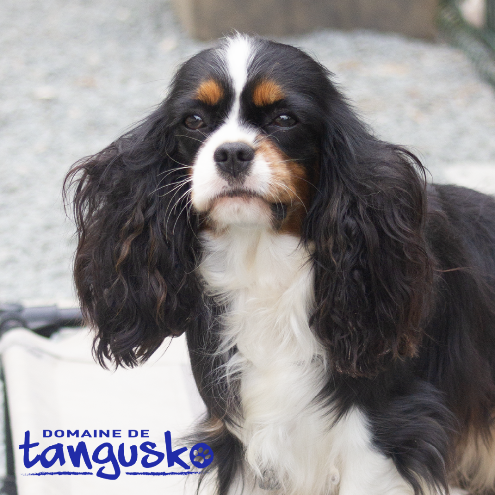 Adoption Cavalier King-Charles près de Lille