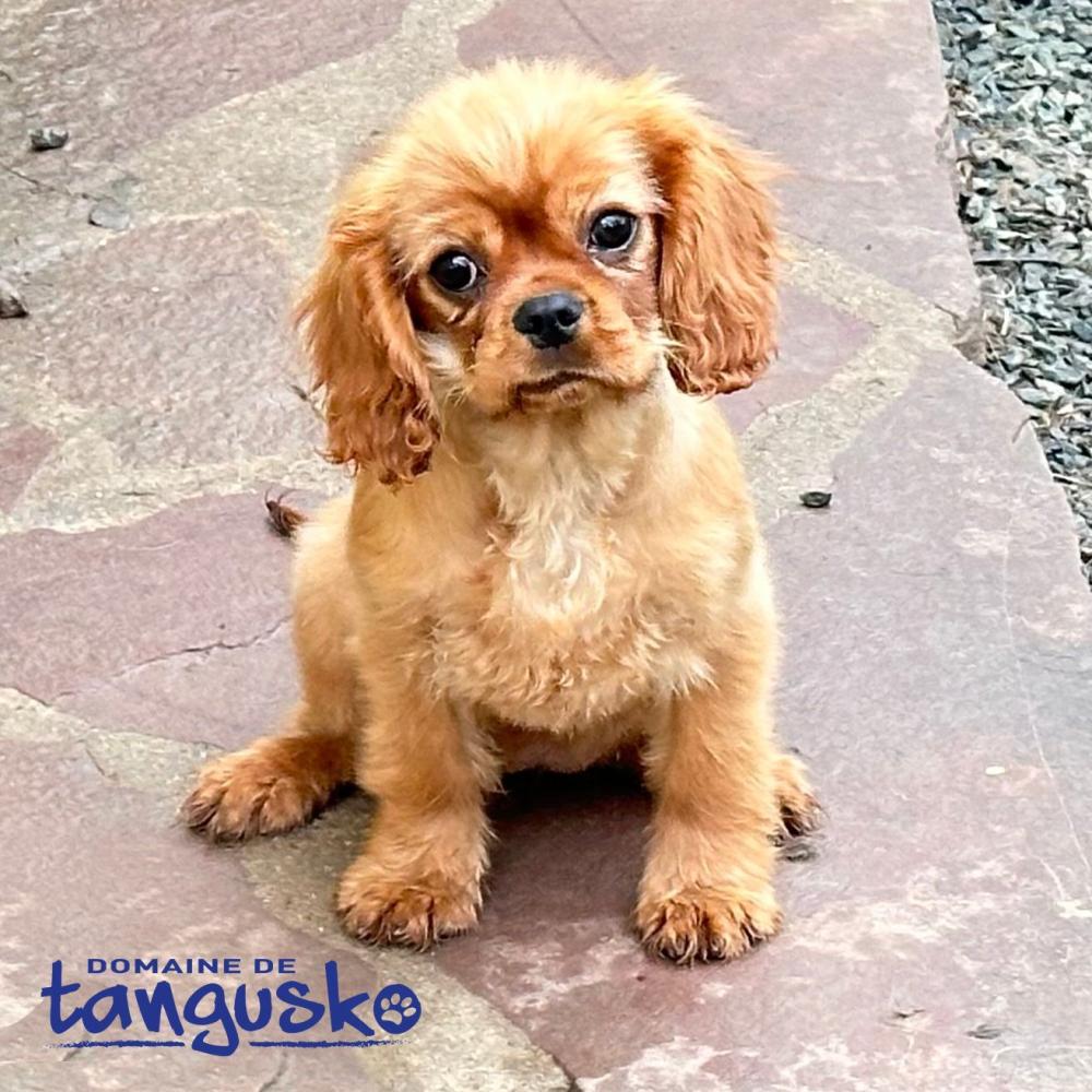 Ugoline-tangusko