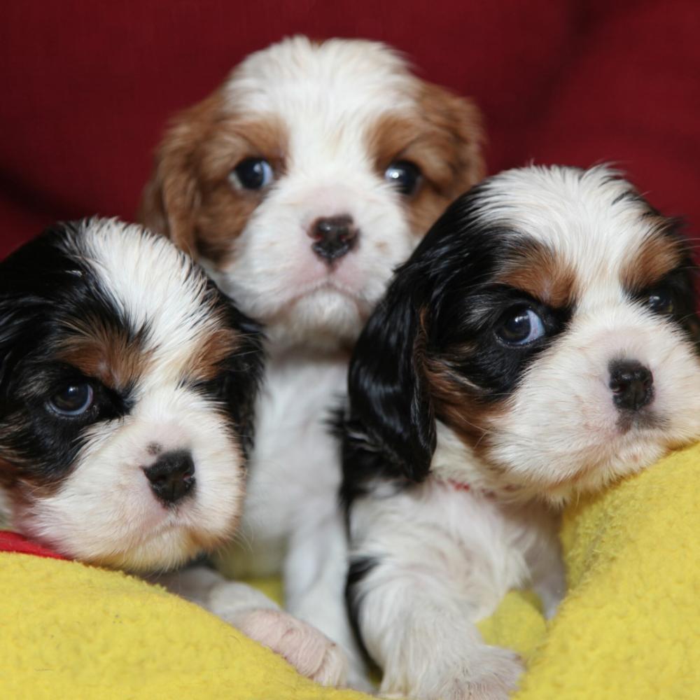 Élevage chiots près de Lille