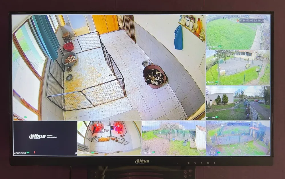 surveillance