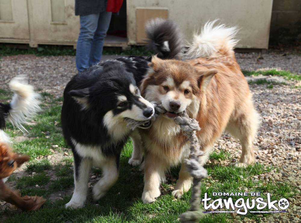 Usko+et+Thor+lutte