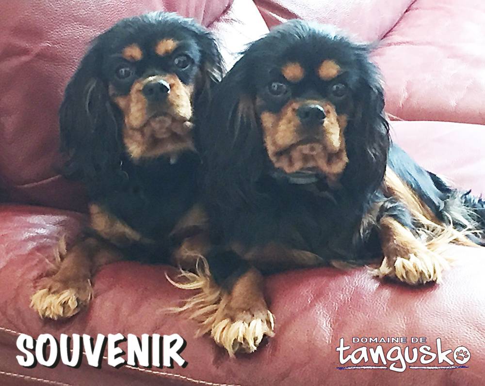 SOUVENIR_les-soeur-CKC-Lorna-et-London_Avril2016