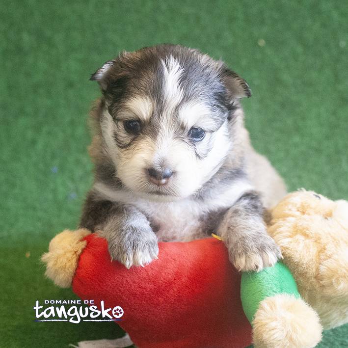 Adoption chiot près de Lille