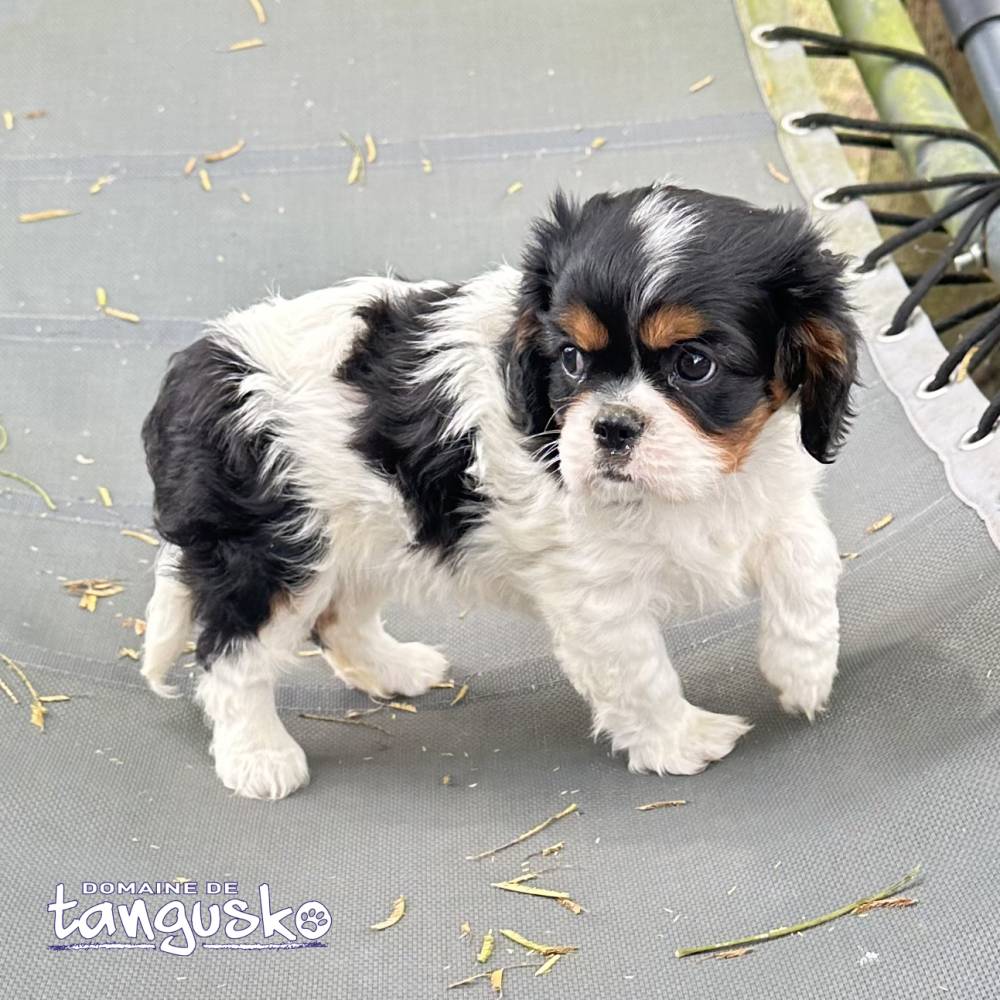 CHIOT FEMELLE CKC, DISPONIBLE