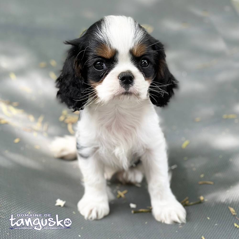 CHIOT CKC MALE DISPONIBLE