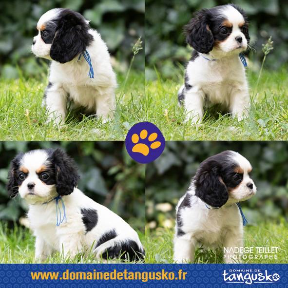 CHIOT CKC FEMELLE DISPONIBLE