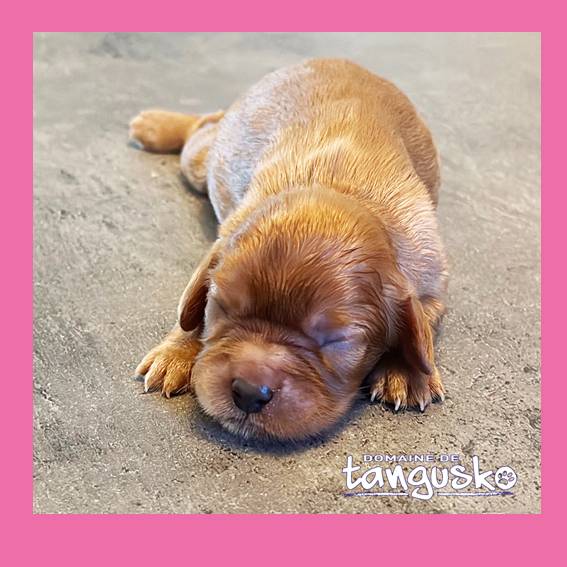 shanelle_Chiot_CKC_Ruby_femelle_2