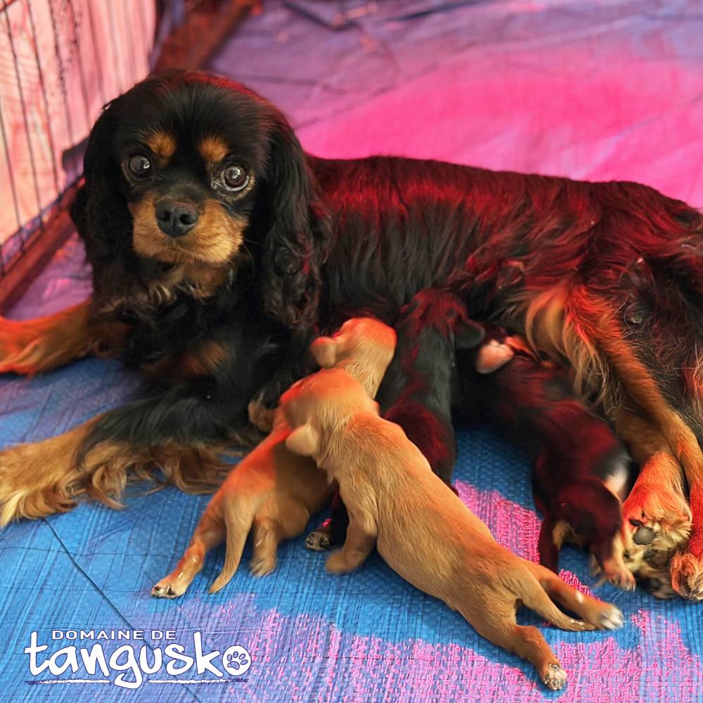 Tangusko_Shanelle et ses chiots CKC_3