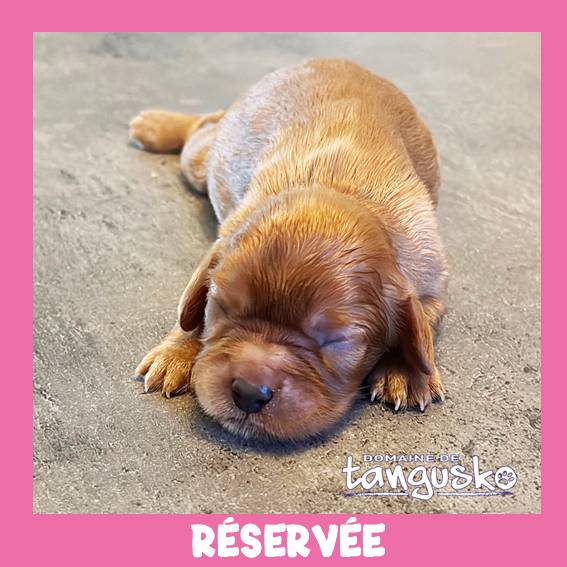 CKC_femelle RUBY_reservee