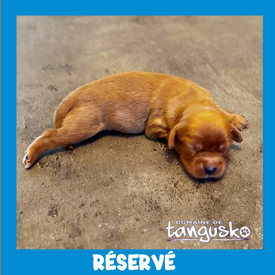 CKC_male RUBY_reserve