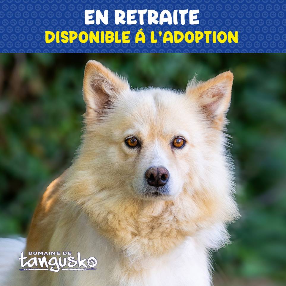 Chien Finnois de Laponie_femelle_Phoebe en retraite_6