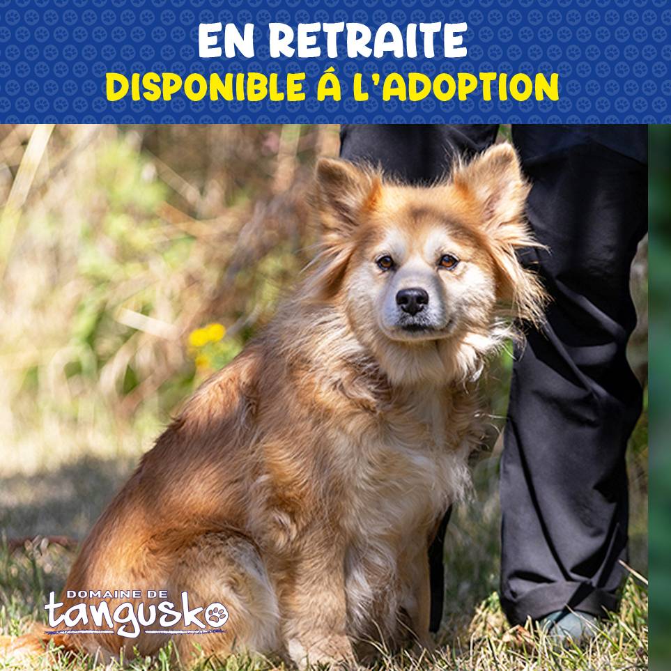 Chien Finnois de Laponie_femelle_Phoebe en retraite_6