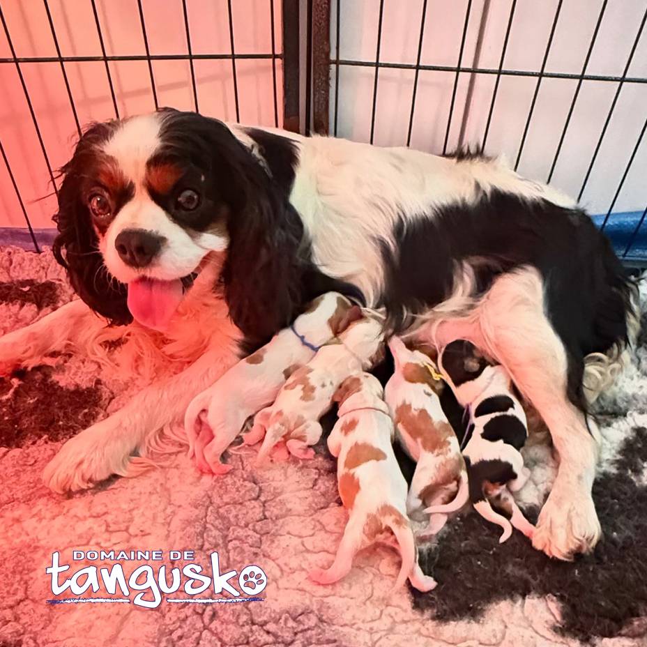 NAISSANCE CAVALIERS KING CHARLES