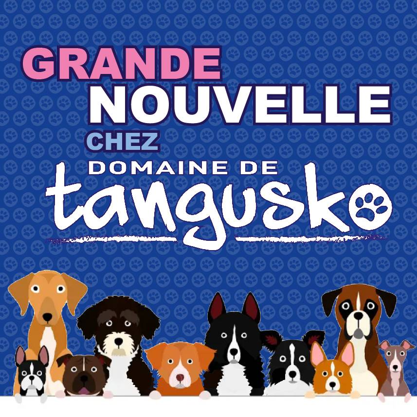 TEASER ANNONCE PENSION TANGUSKO_2