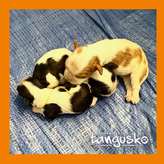 les 3 chiots de Tara_3