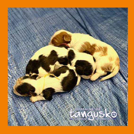les 3 chiots de Tara_4