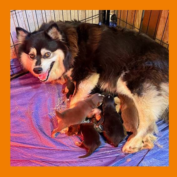 Rilley et ses chiots