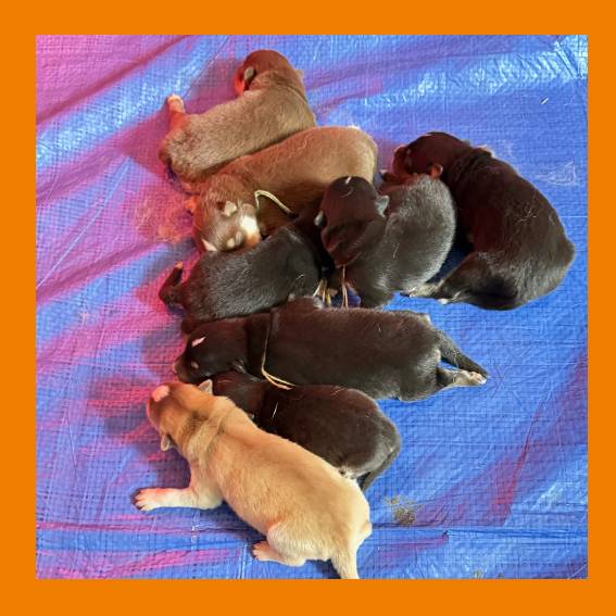 les chiots de Rilley