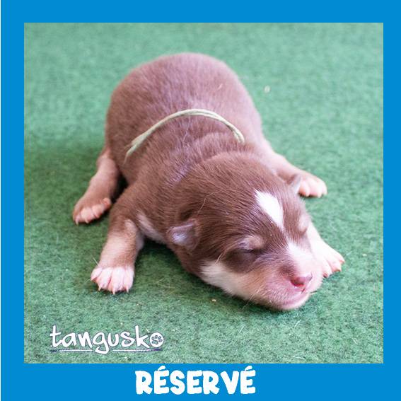 male choco collier turquoise