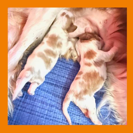 CKC_les 2 bébés