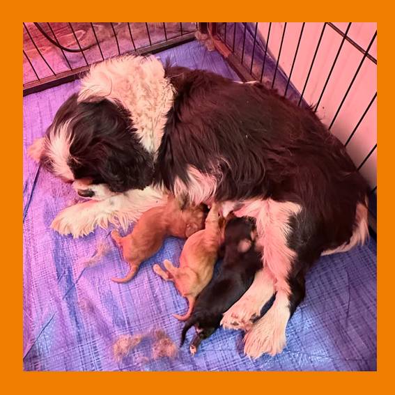 Rhapsodie et ses 3 bébés