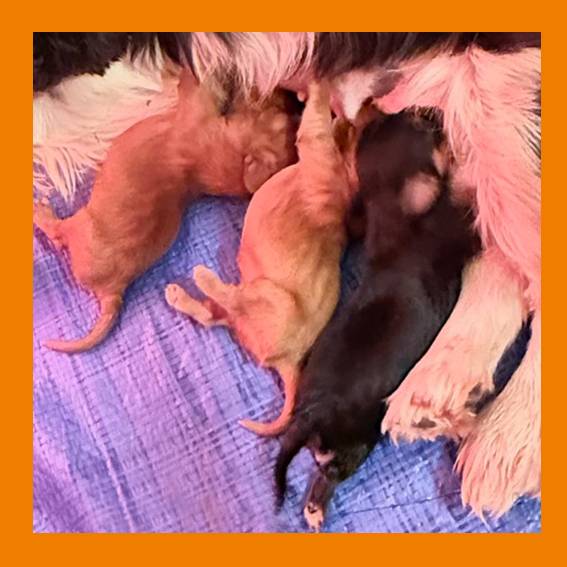 Les 3 bébés de Rhapsodie