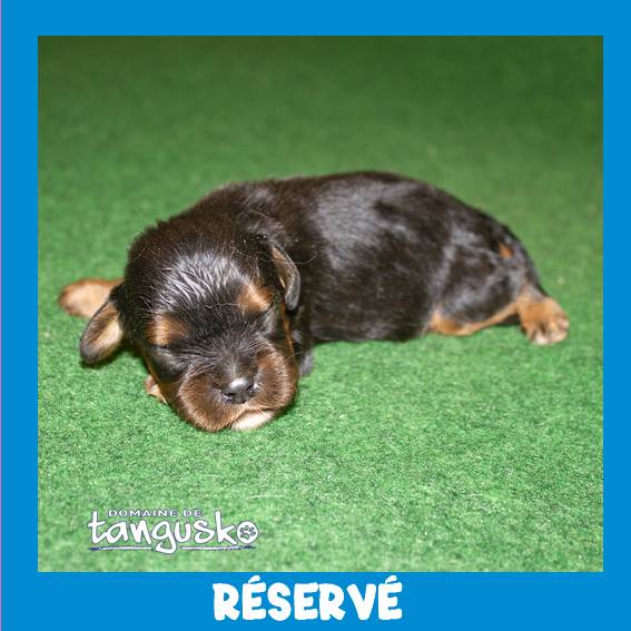 ckc_male noir feux_RESERVE